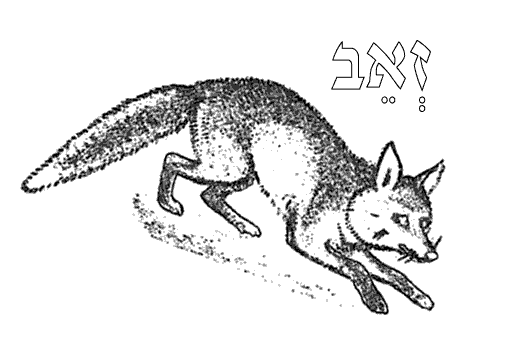 wolf 